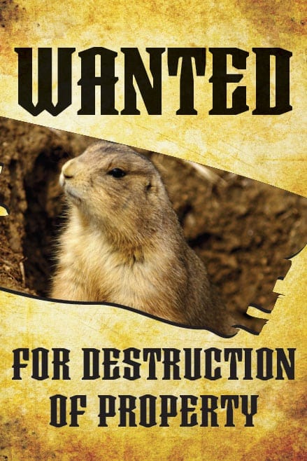 A poster of a prairie dog with the words wanted for destruction.