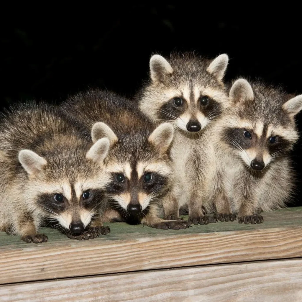 Raccoons