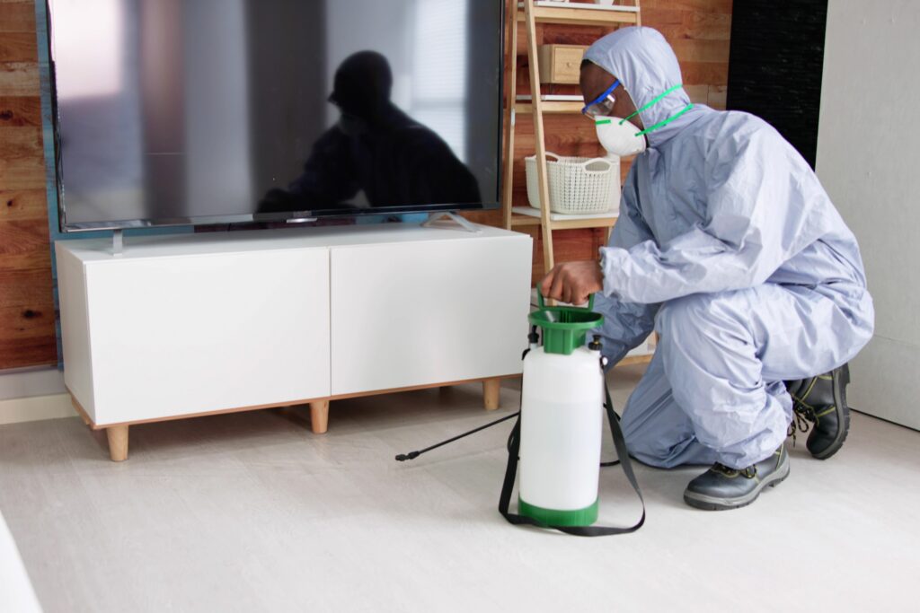 How to Identify and Prevent Termite