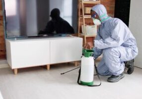 How to Identify and Prevent Termite