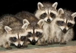 Raccoons