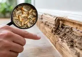 Do Termites Bite? What DFW Homeowners Should Know