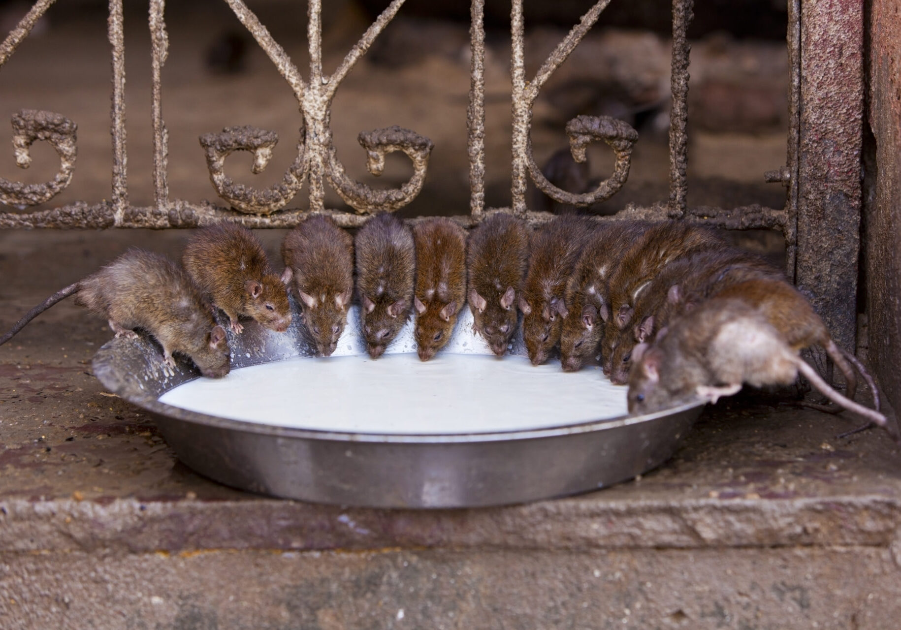 A group of mice eating from a bowl.