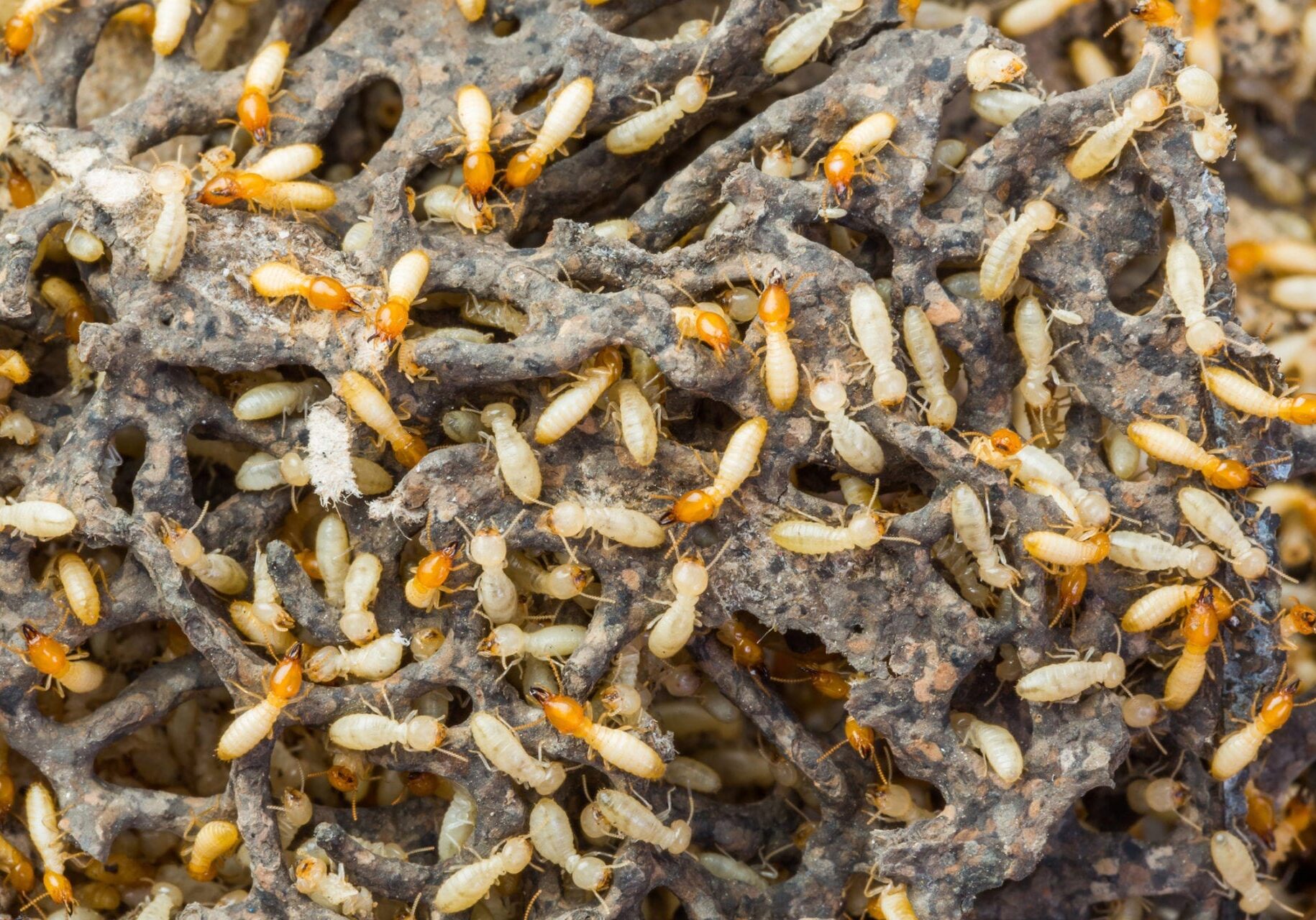 A close up of many small brown bugs