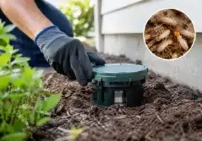 Termite Bait System Results You Can Expect