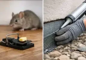 Trapping Versus Exclusion for Lasting Rodent Control